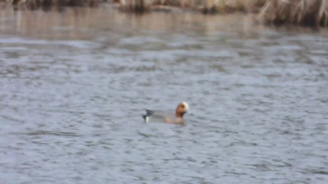 Silbón Europeo - ML647805981