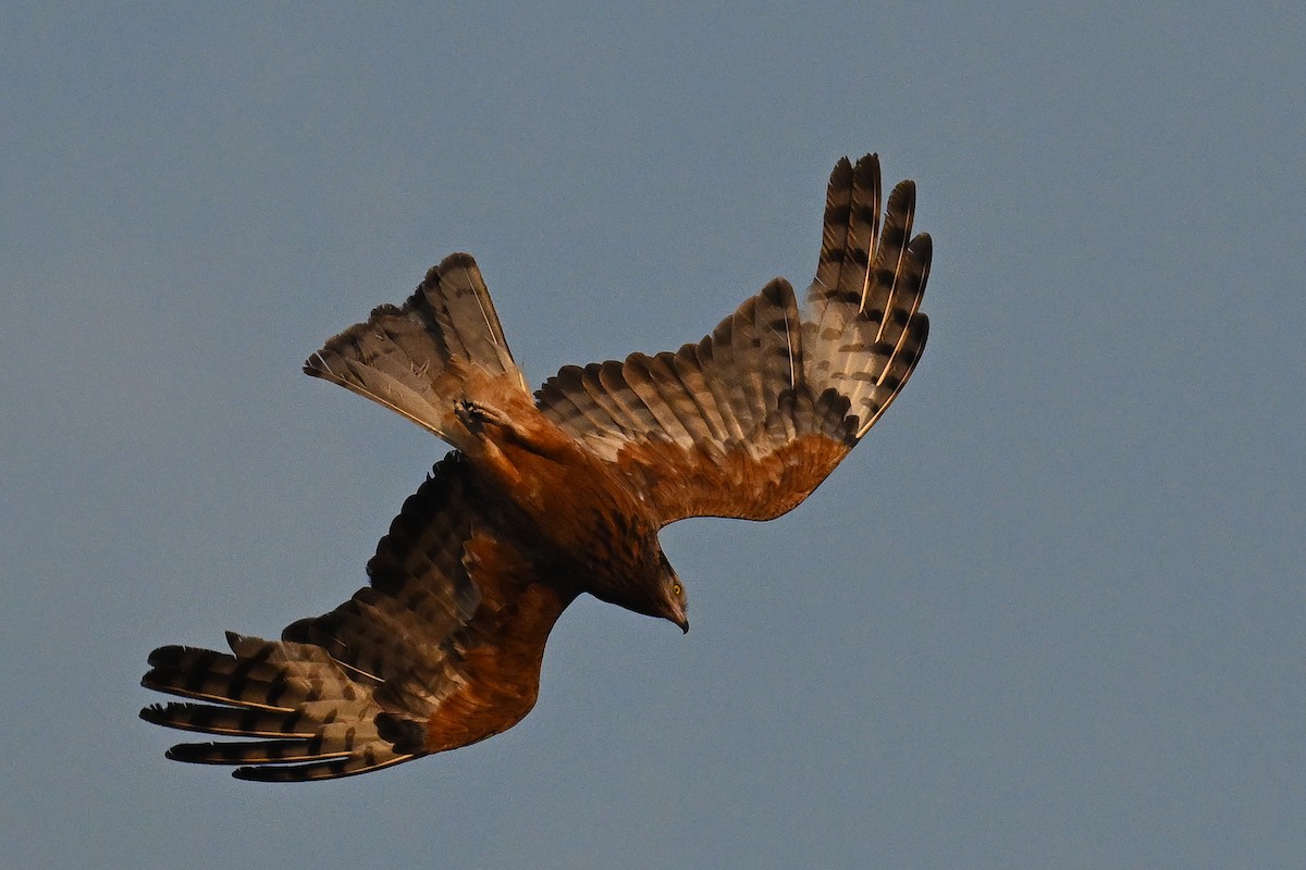 Milano Colicuadrado - ML647805996