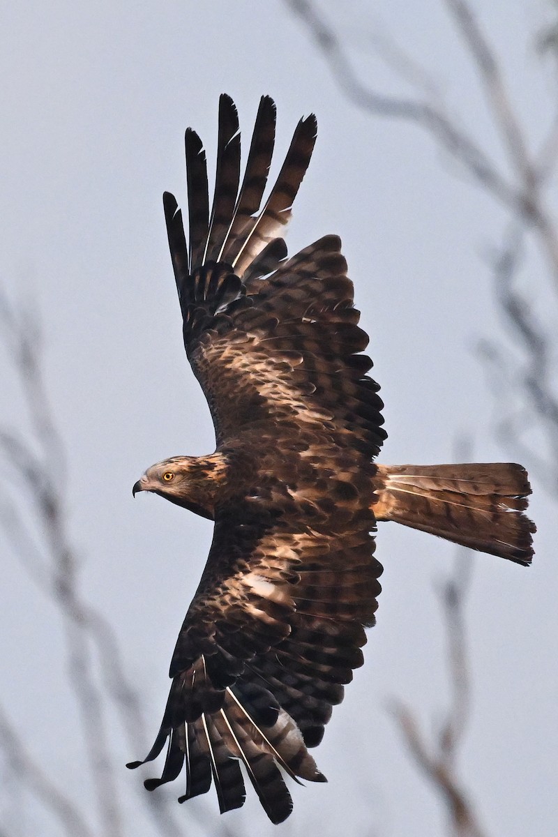 Milano Colicuadrado - ML647805997