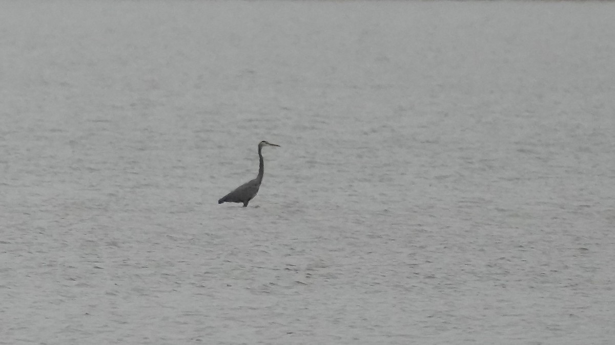 Great Blue Heron - ML647806024