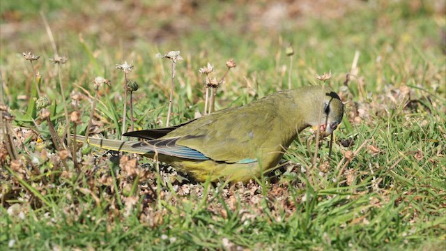 Periquito Roquero - ML647806028