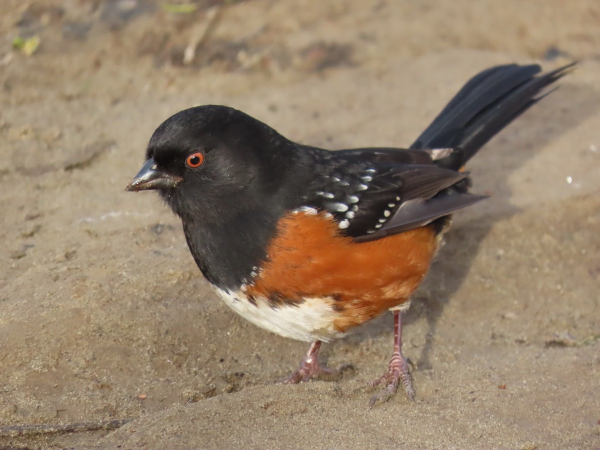 Spotted Towhee - ML647806037