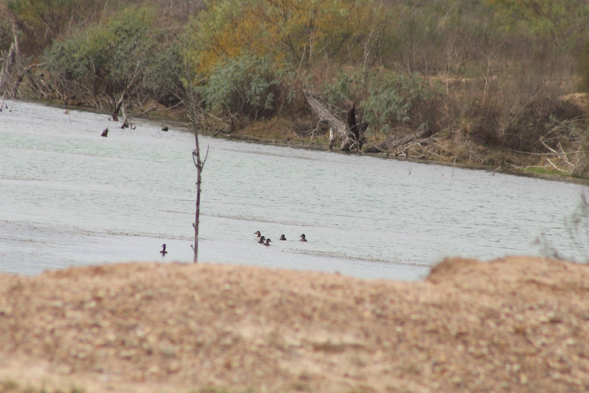 Büyük Elmabaş - ML647806039