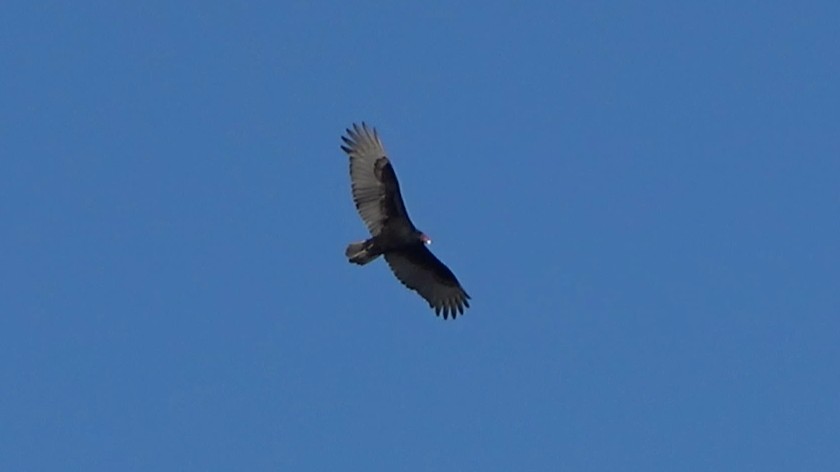 Turkey Vulture - ML647806055