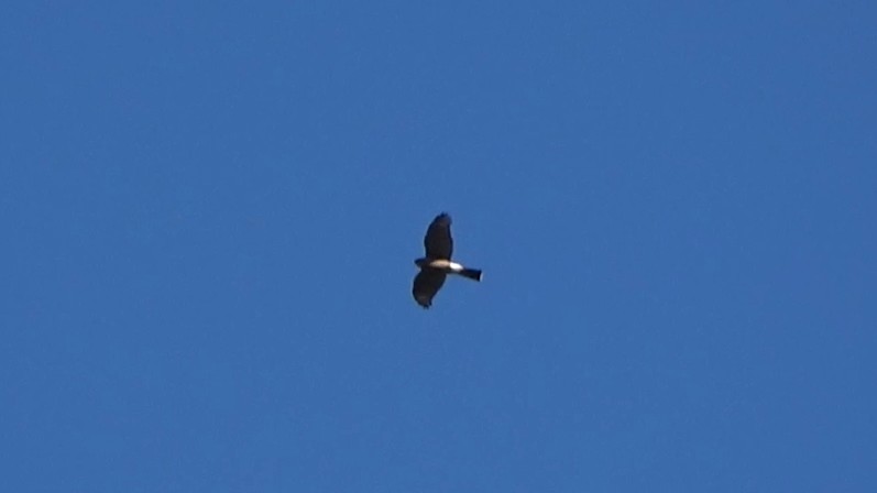 Cooper's Hawk - ML647806065