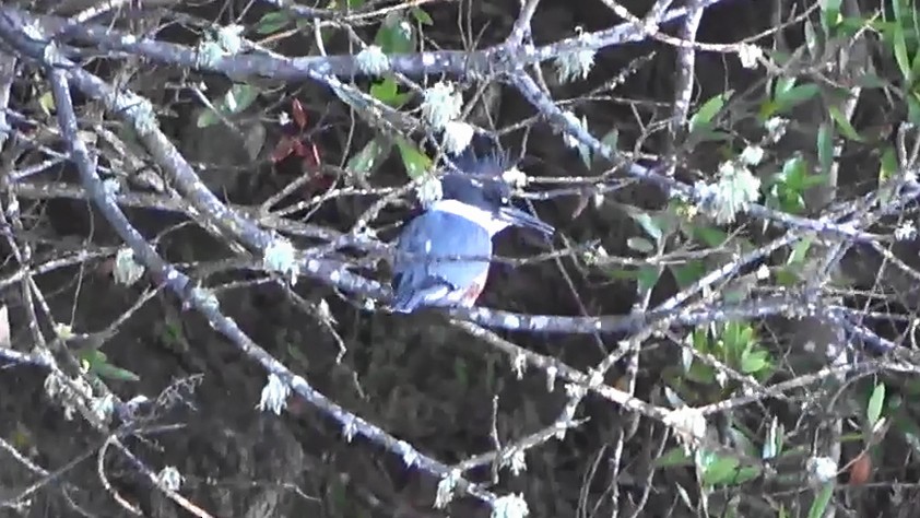 Martin handi iparramerikarra - ML647806085