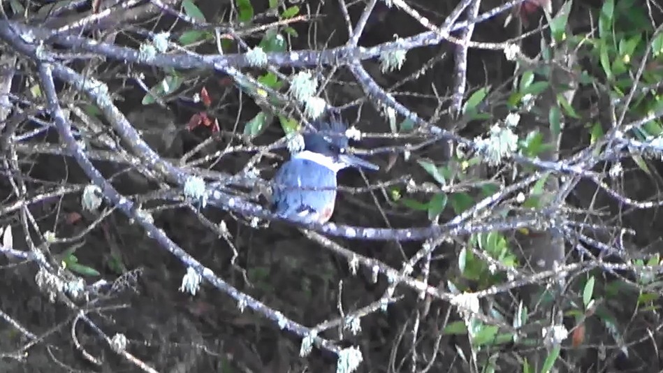 Martin handi iparramerikarra - ML647806086