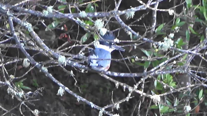 Martin handi iparramerikarra - ML647806087