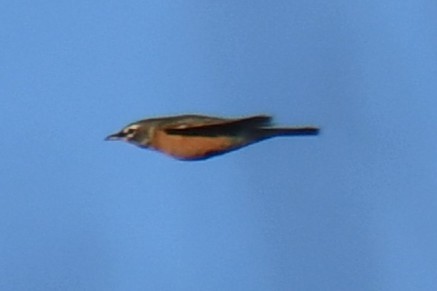 American Robin - ML647806100