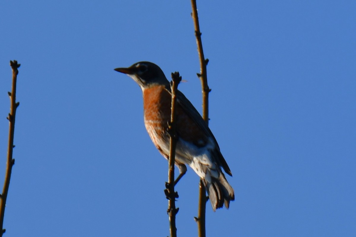 American Robin - ML647806101