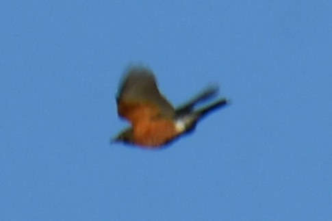 American Robin - ML647806102