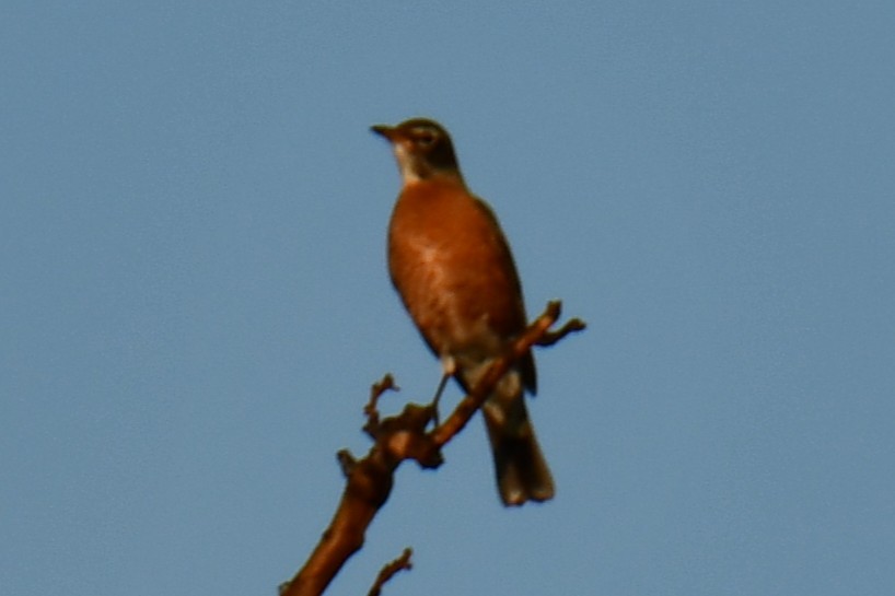 American Robin - ML647806103