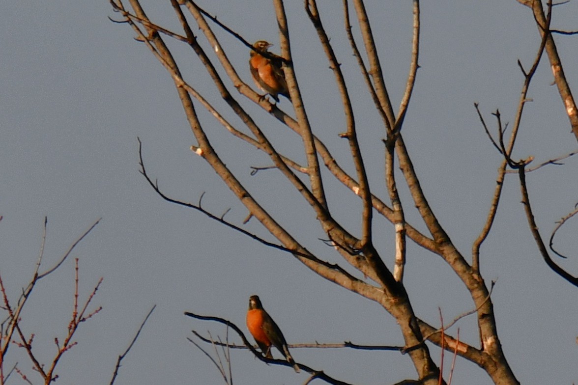 American Robin - ML647806104