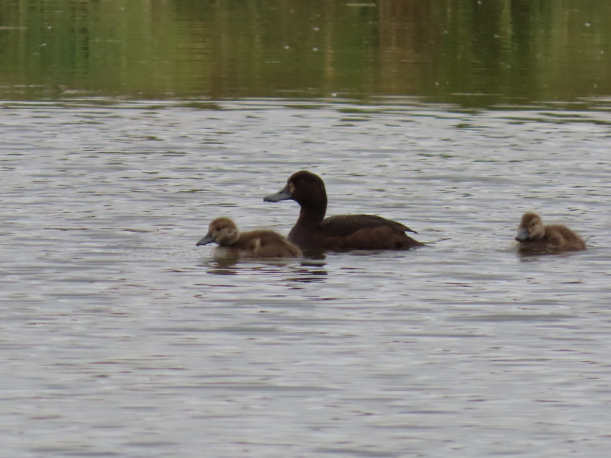 New Zealand Scaup - ML647806134
