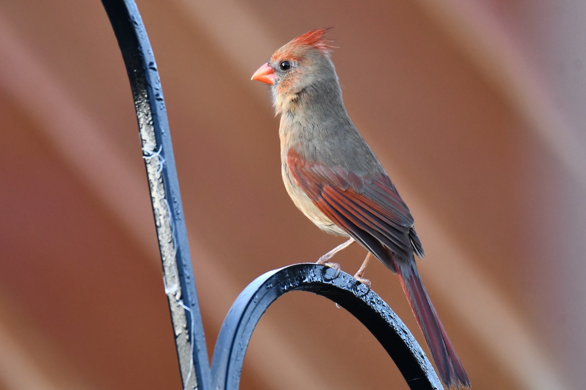 Northern Cardinal - ML647806140