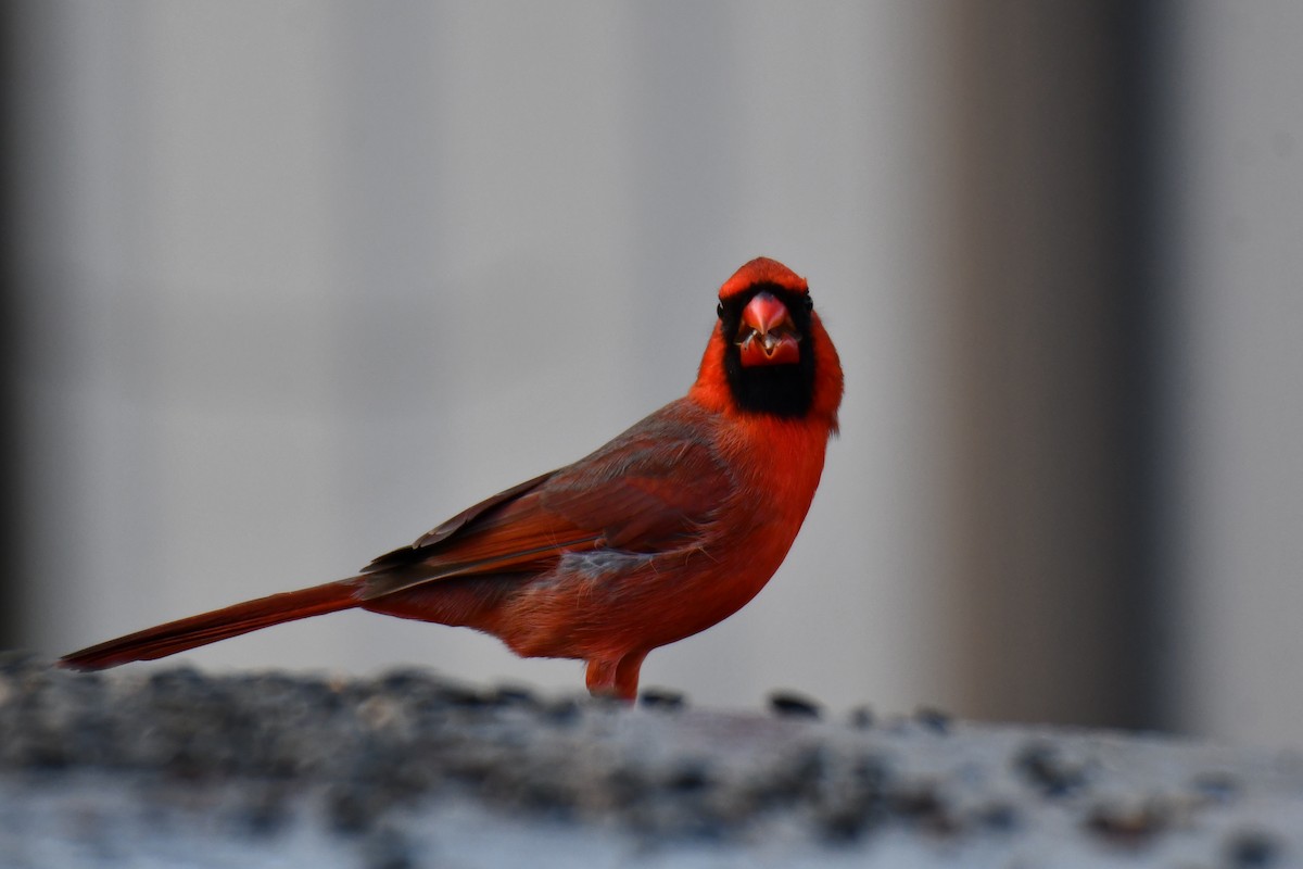 Northern Cardinal - ML647806141