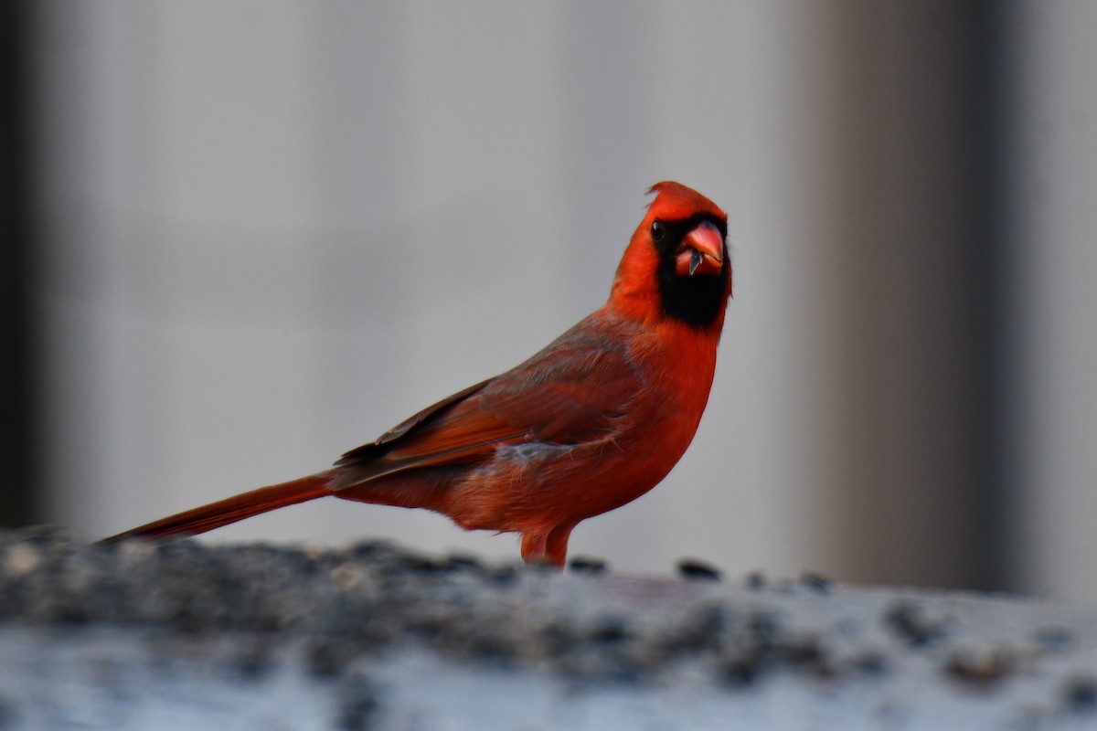 Northern Cardinal - ML647806142