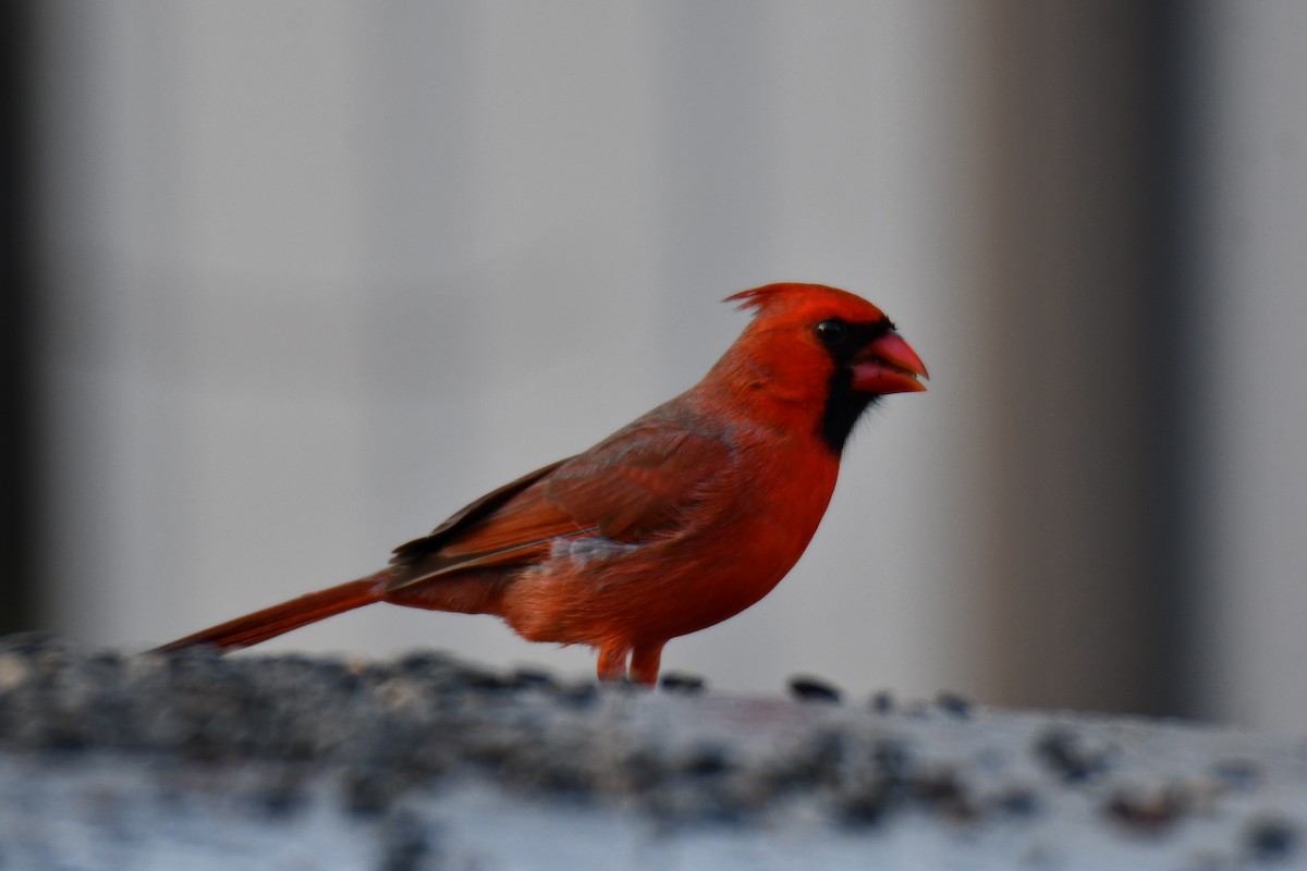 Northern Cardinal - ML647806143