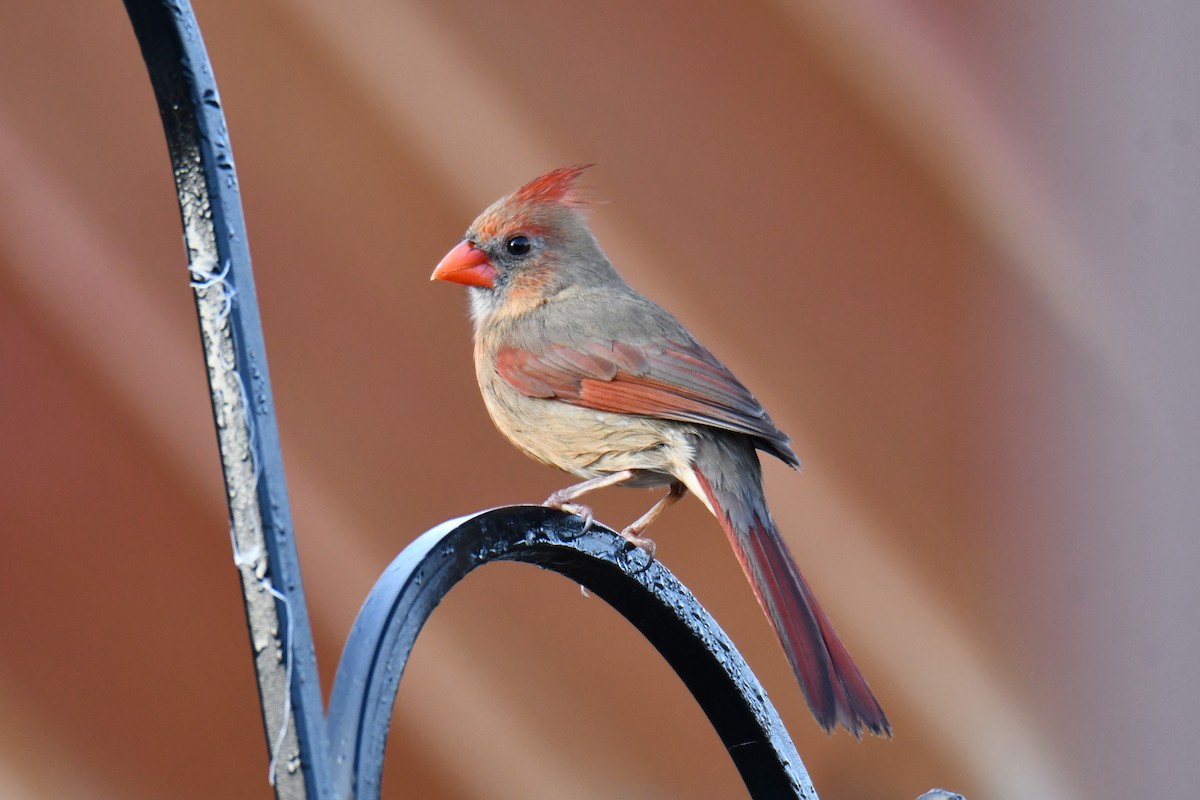 Northern Cardinal - ML647806144
