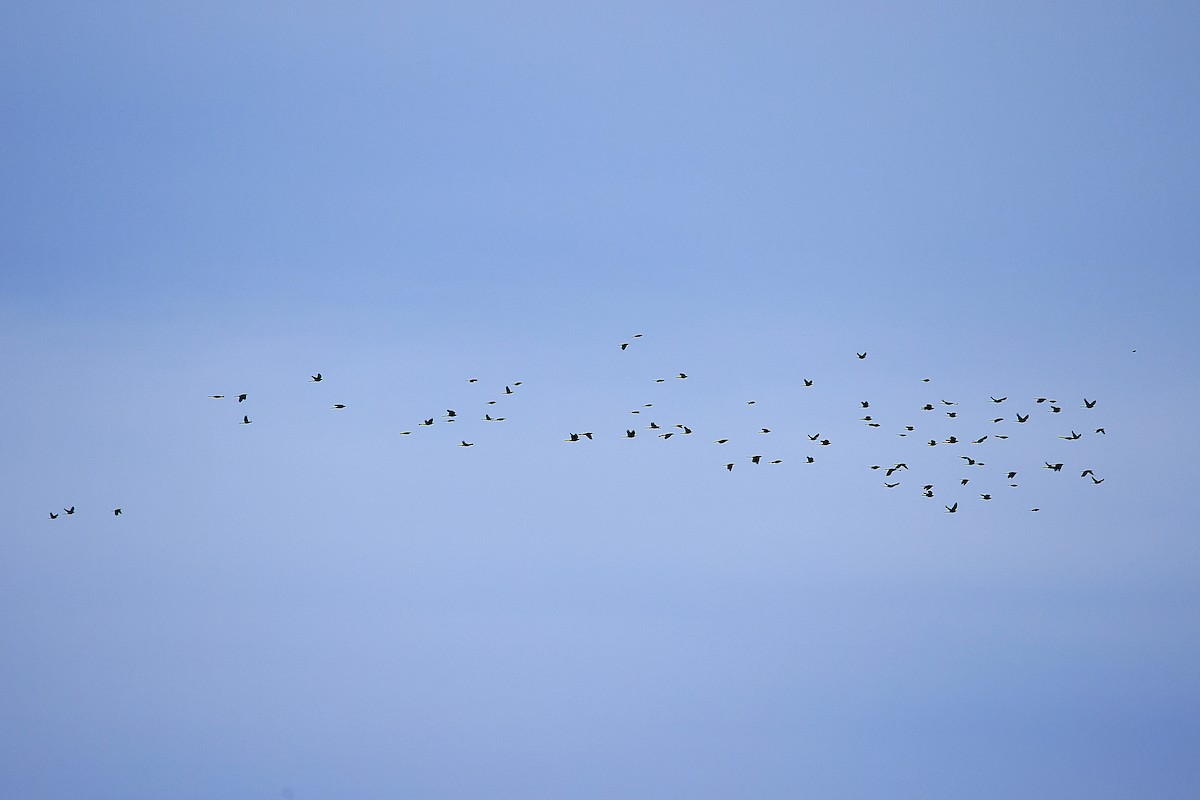 Great-tailed Grackle - ML647806145