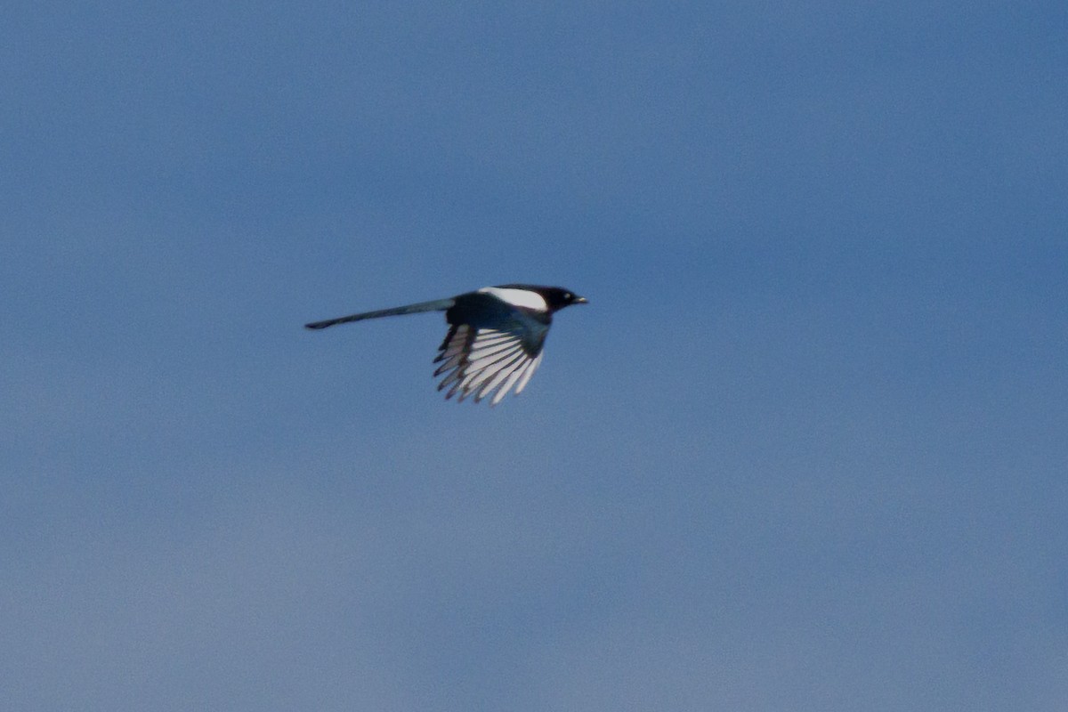 Сорока канадська - ML647806150