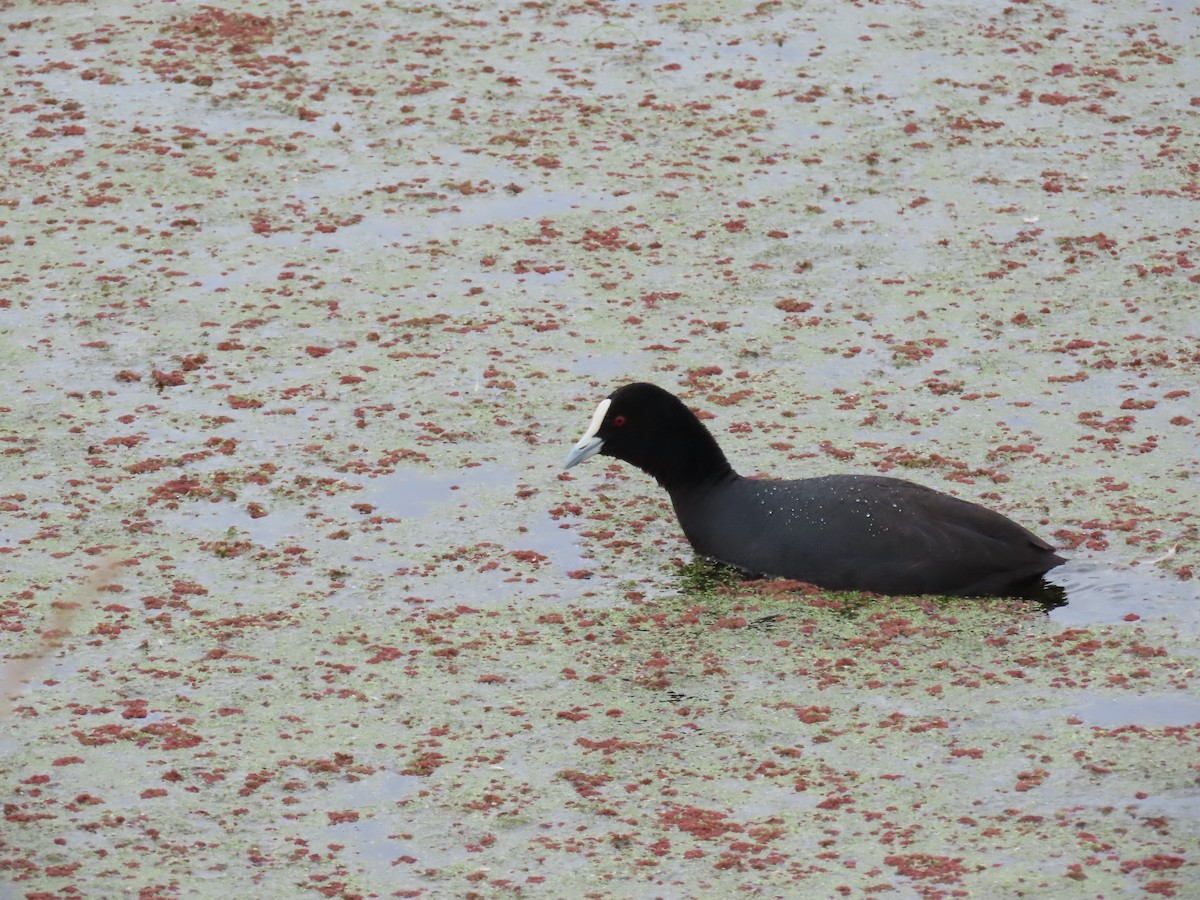 Eurasian Coot - ML647806165