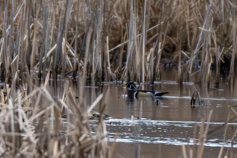 Ahate karolinarra - ML647806174