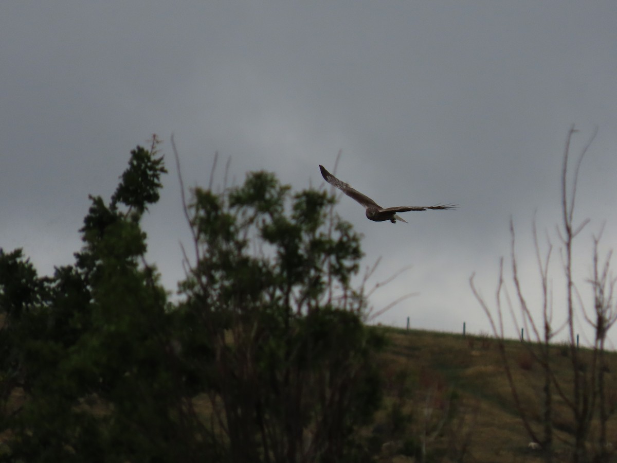 Swamp Harrier - ML647806175