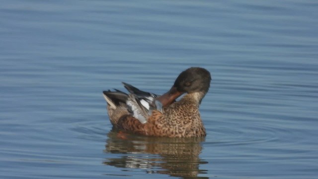 Cuchara Común - ML647806177