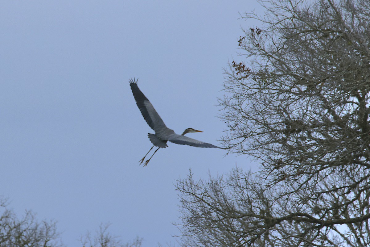 Great Blue Heron - ML647806181