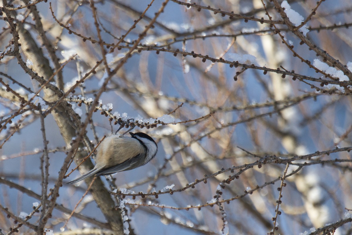 Гаїчка світлокрила - ML647806199