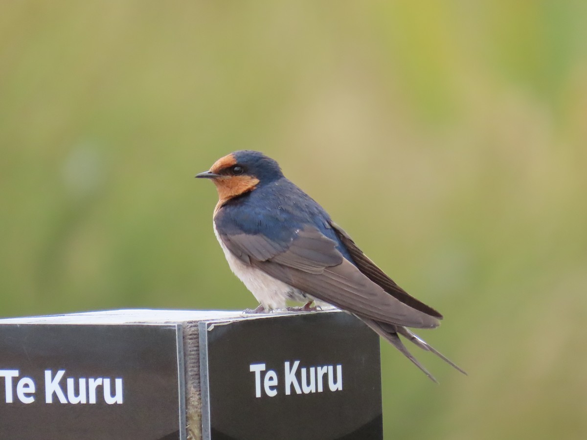 Welcome Swallow - ML647806200