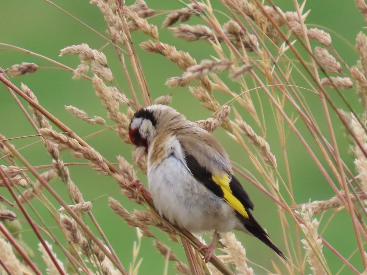 European Goldfinch - ML647806236