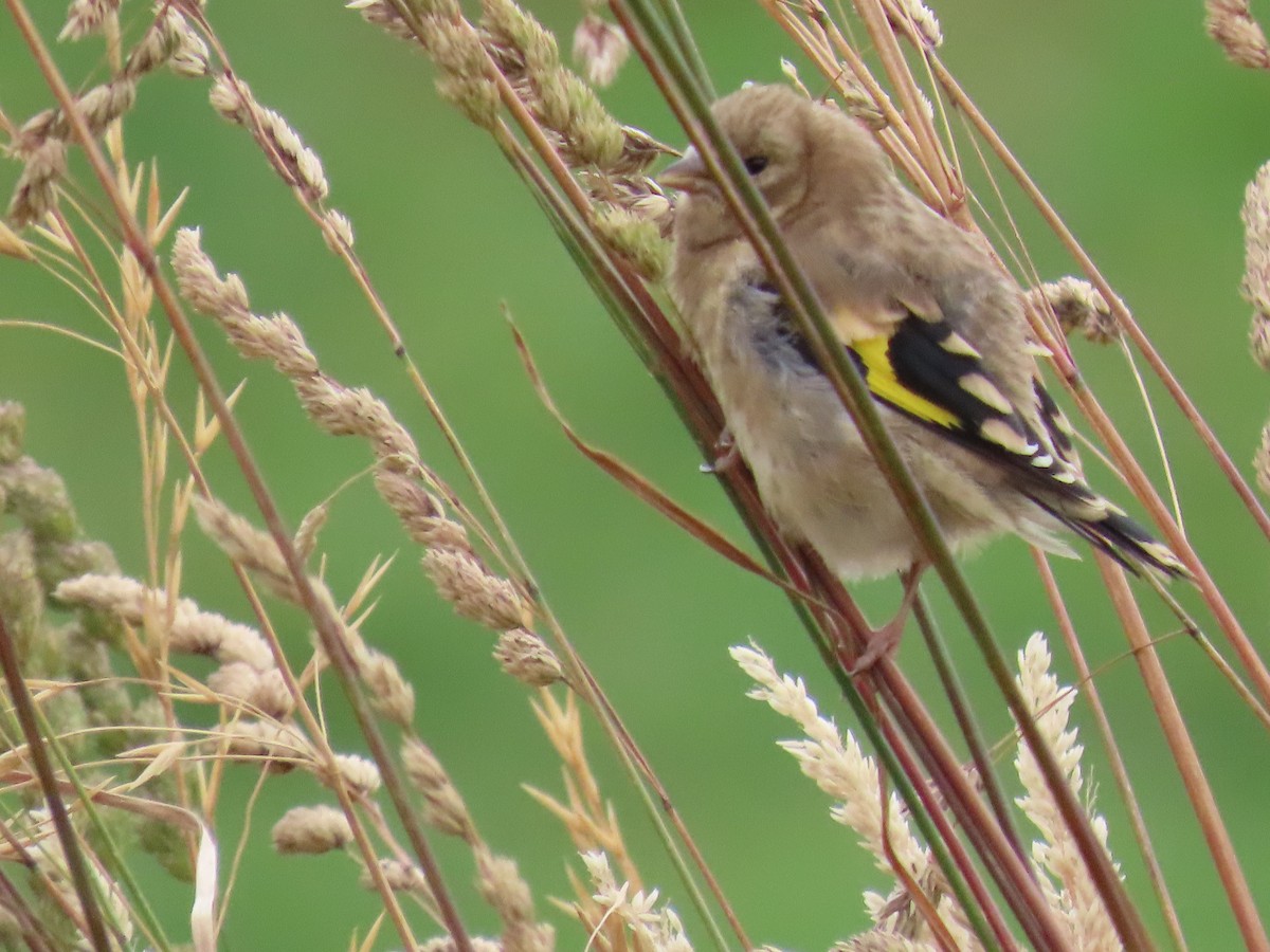 European Goldfinch - ML647806237
