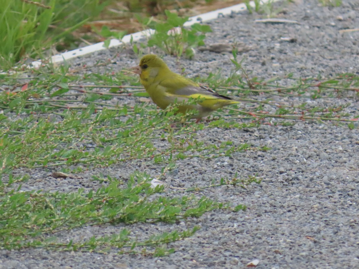 European Greenfinch - ML647806245