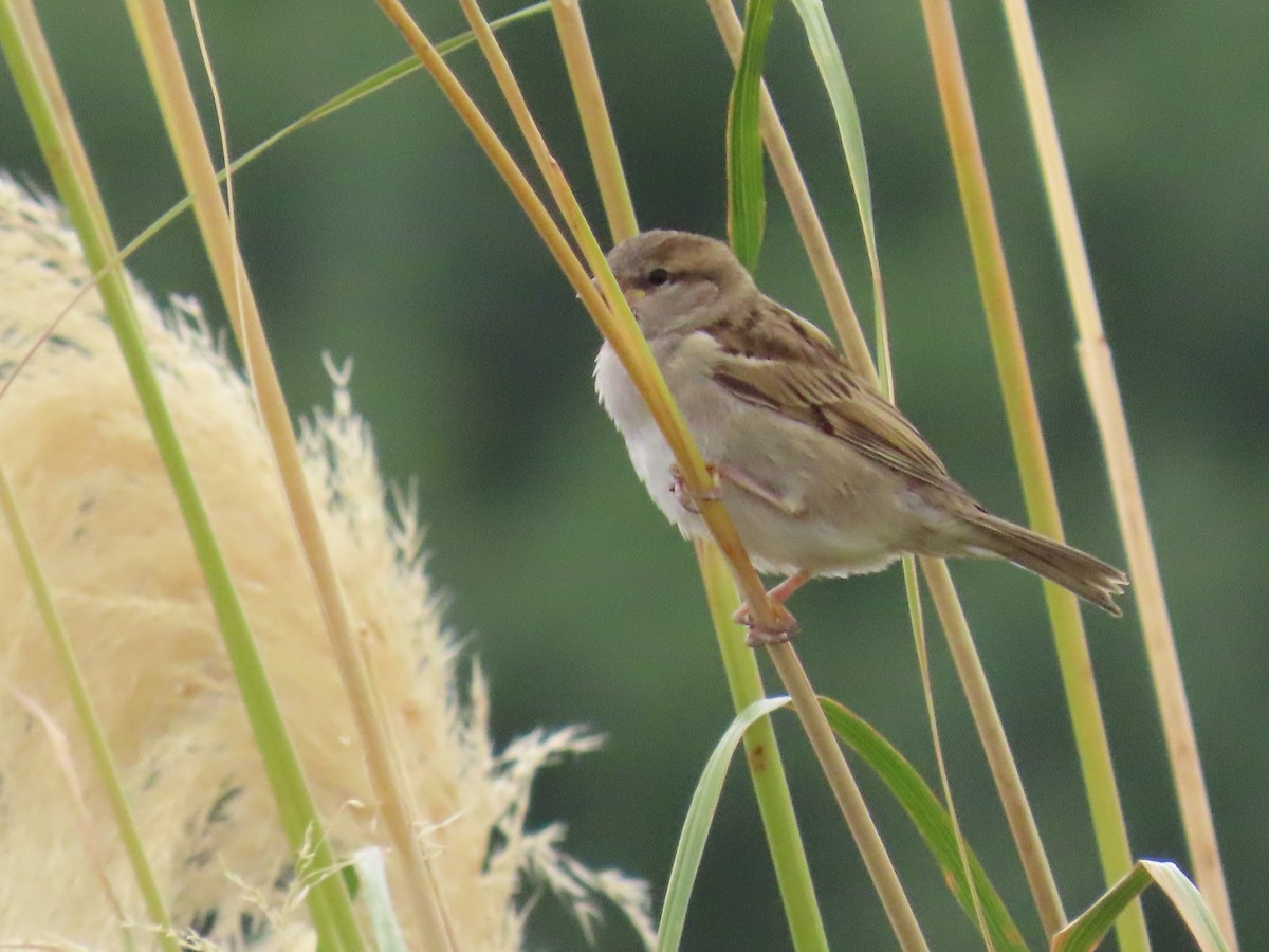 House Sparrow - ML647806278