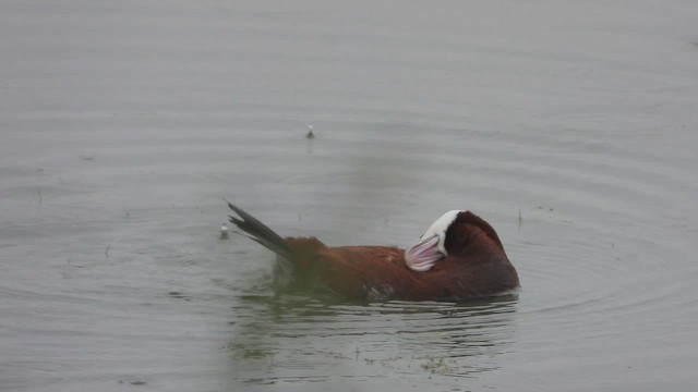 Malvasía Canela - ML647806281