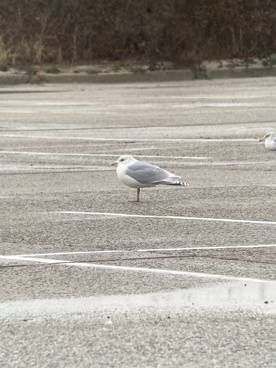 アイスランドカモメ（亜種 クムリーンカモメ） - ML647806296