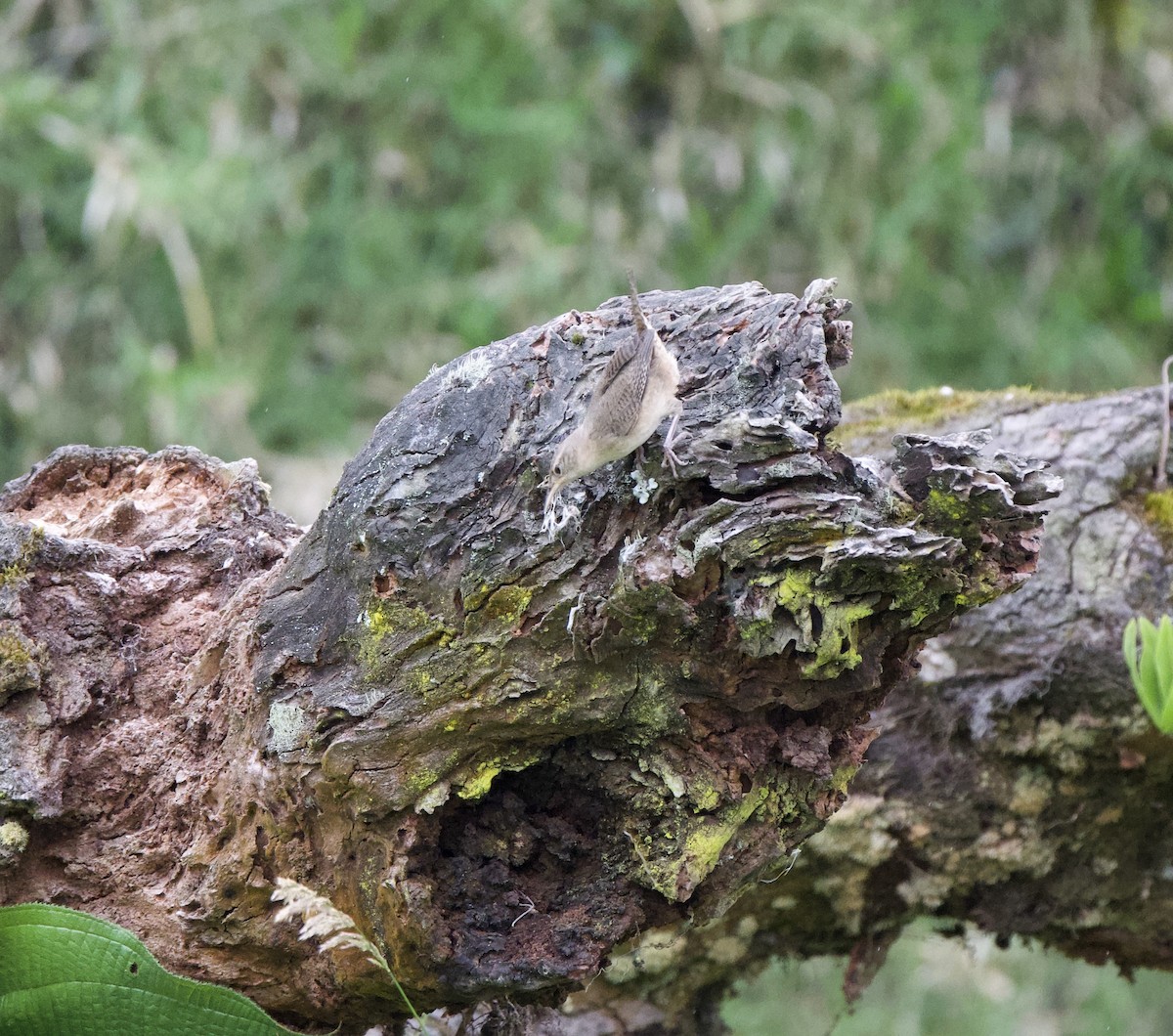 Southern House Wren - ML647806298