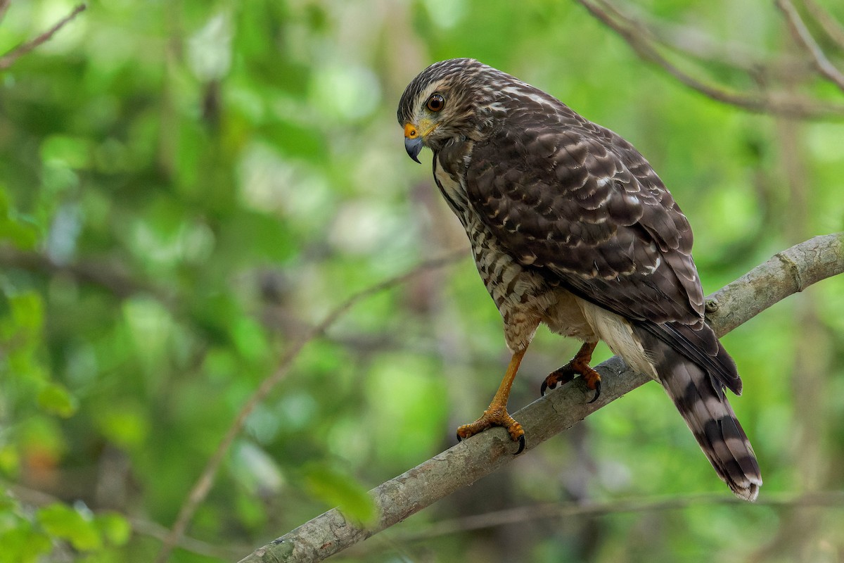 Roadside Hawk - ML647806308