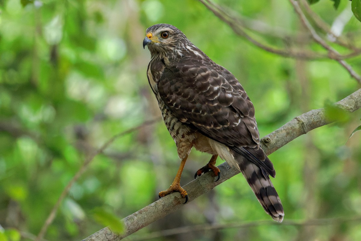 Roadside Hawk - ML647806309
