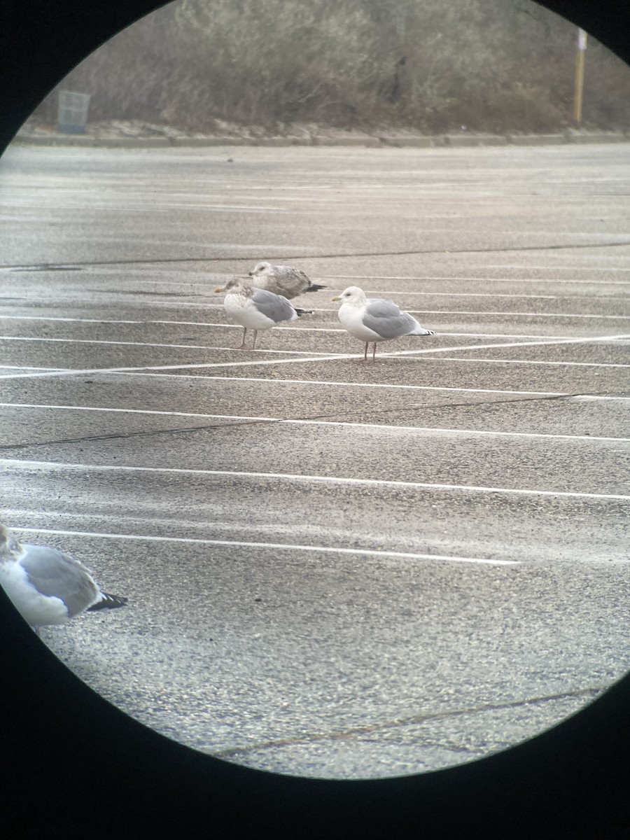 アイスランドカモメ（亜種 クムリーンカモメ） - ML647806311