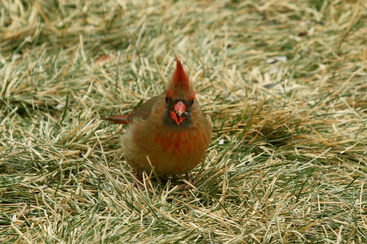 Northern Cardinal - ML647806318