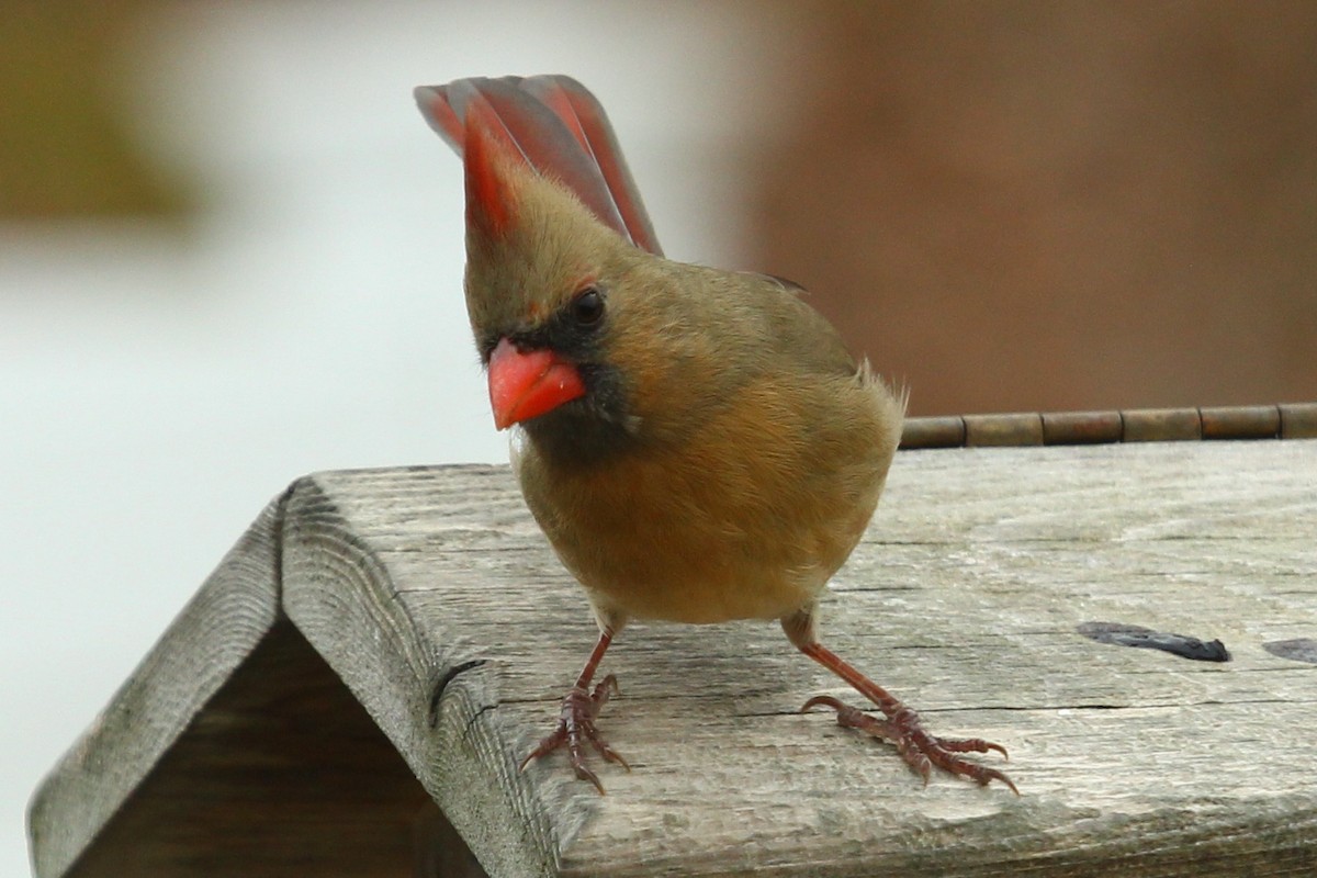 Northern Cardinal - ML647806319