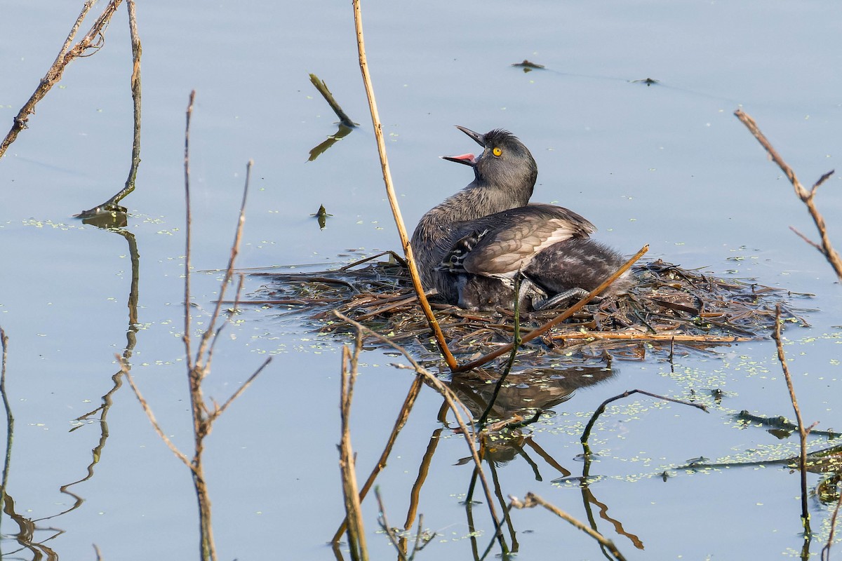 Least Grebe - ML647806332