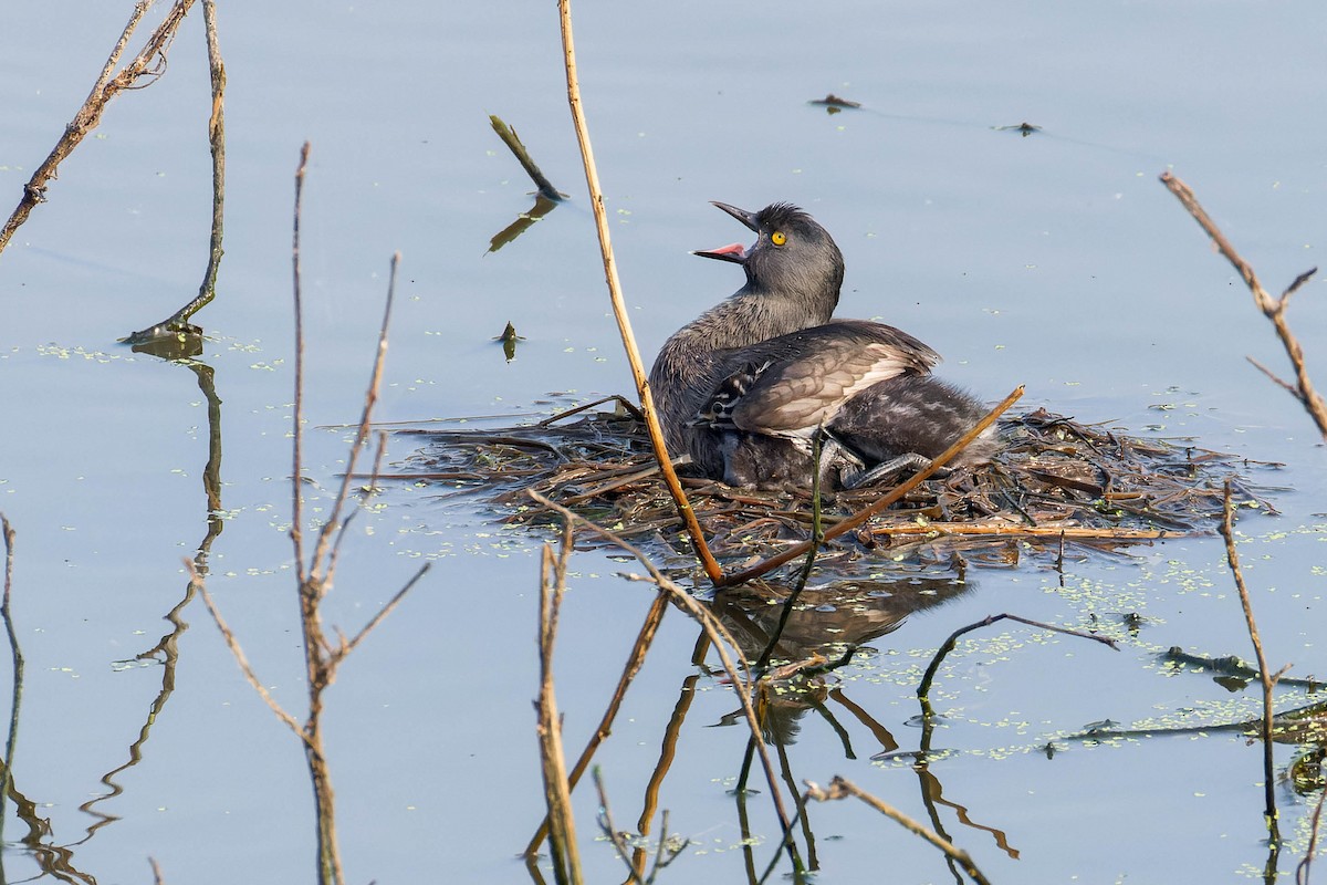 Least Grebe - ML647806333