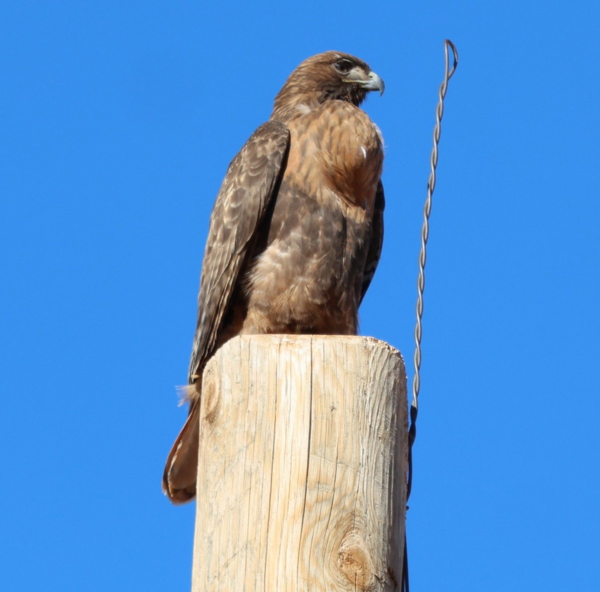 Poiana codarossa - ML647806337