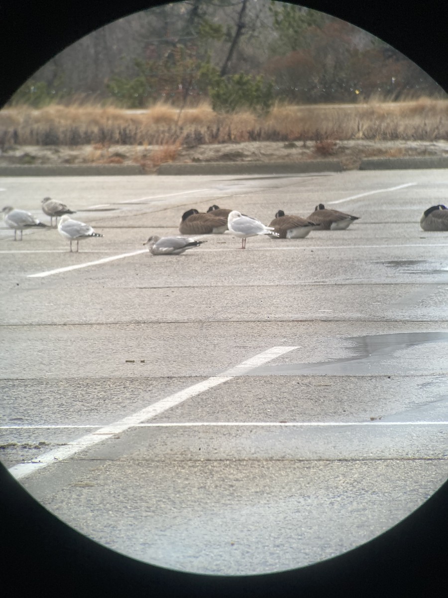 アイスランドカモメ（亜種 クムリーンカモメ） - ML647806339