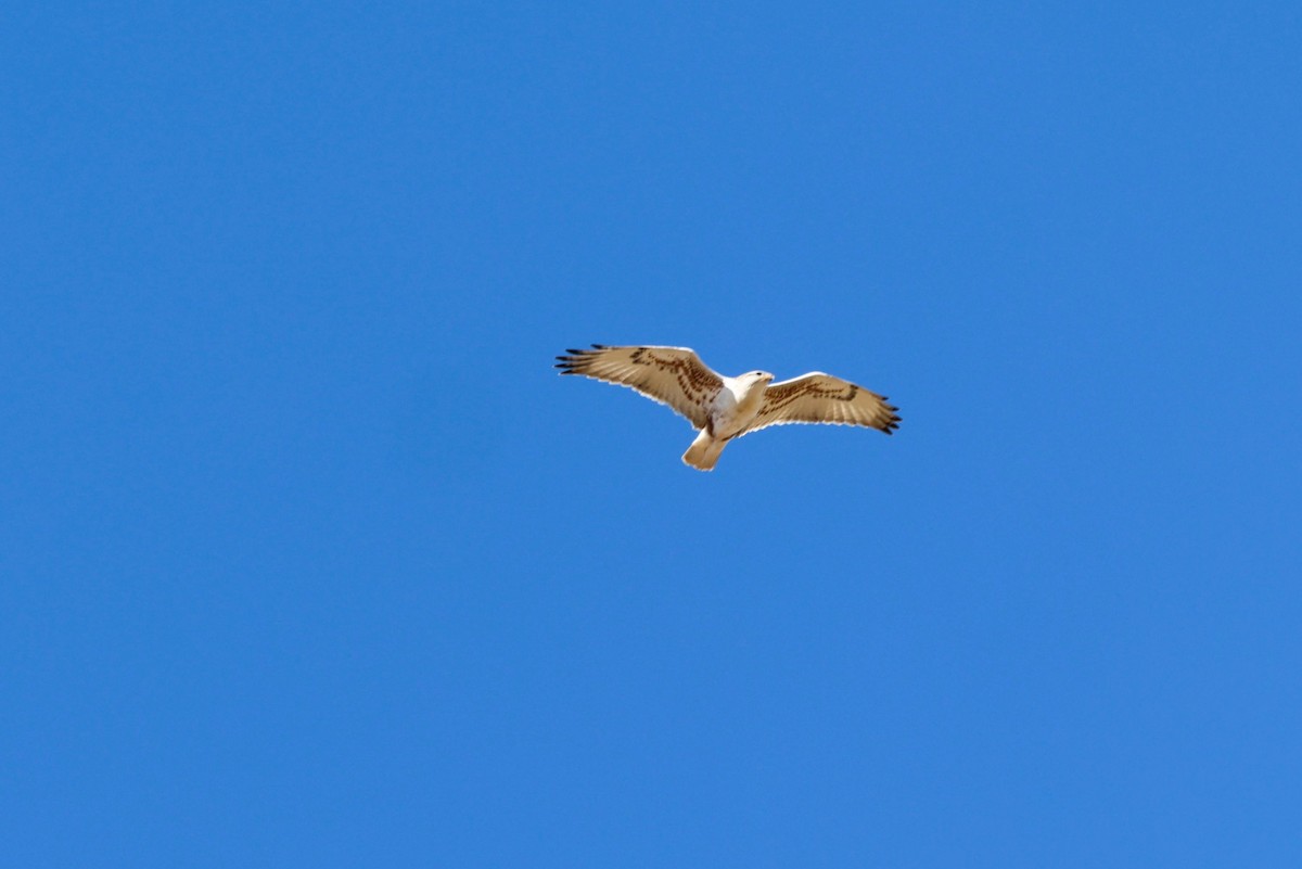 Ferruginous Hawk - ML647806342