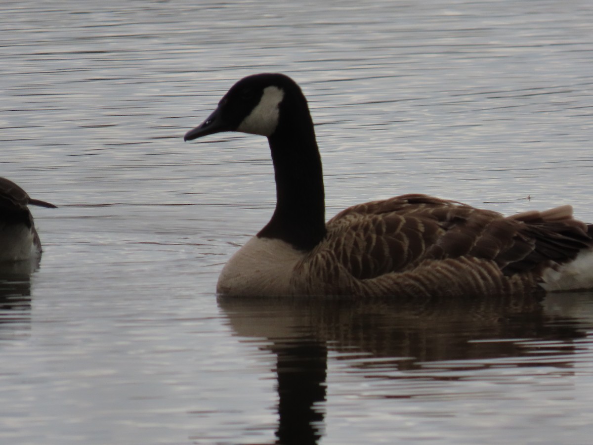 Canada Goose - ML647806364